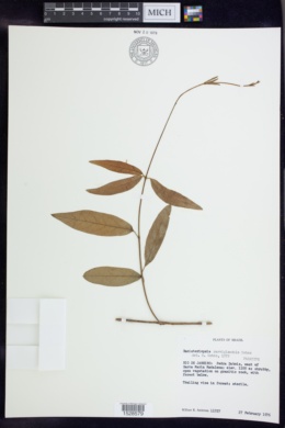 Image of Banisteriopsis parviglandula