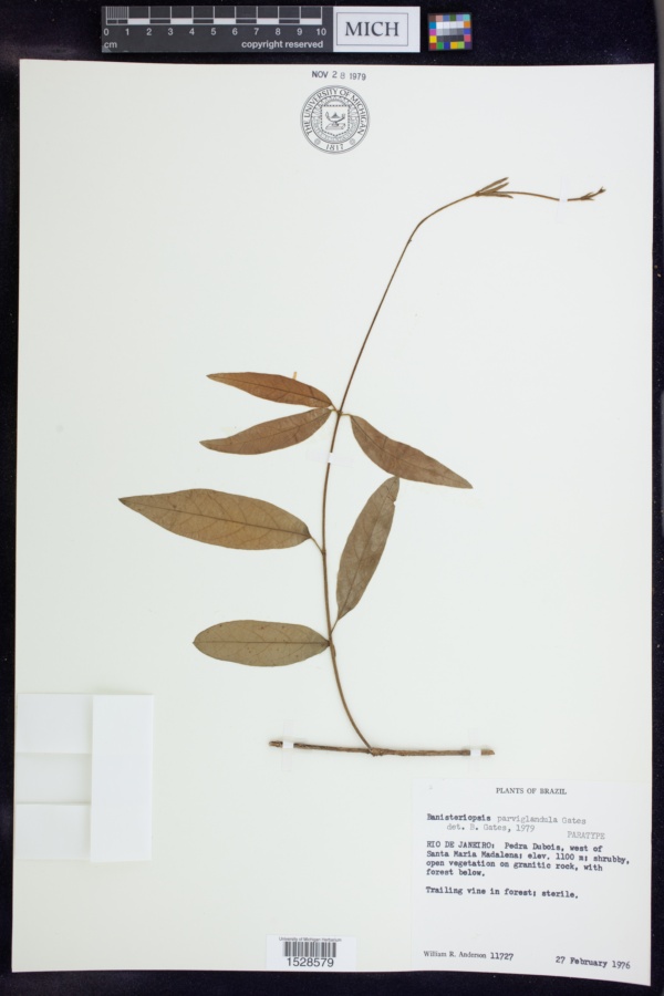 Banisteriopsis parviglandula image