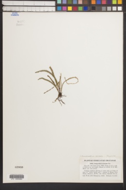 Moranopteris serricula image