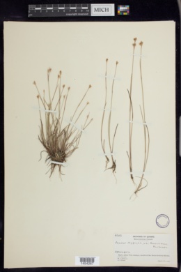 Juncus stygius var. americanus image