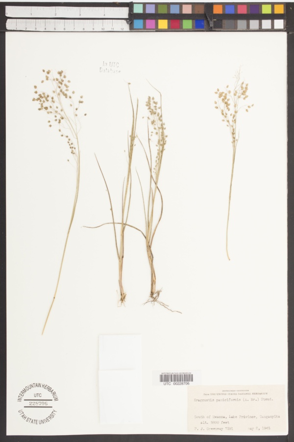 Eragrostis paniciformis image