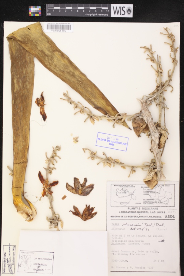 Yucca jaliscensis image