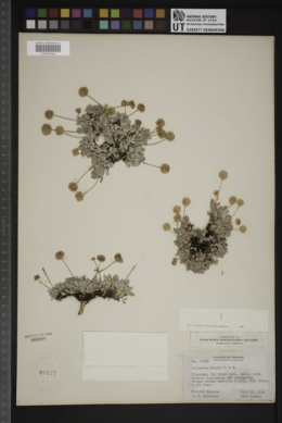 Eriogonum kingii image