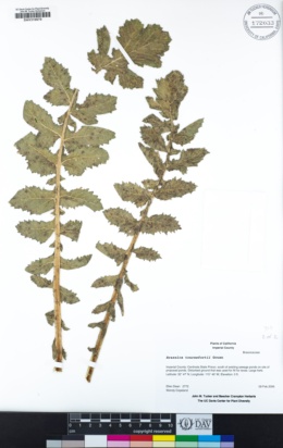 Brassica tournefortii image