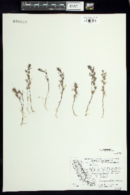 Triphysaria micrantha image