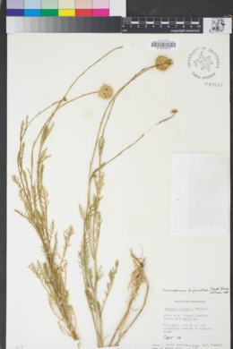 Lasiospermum bipinnatum image