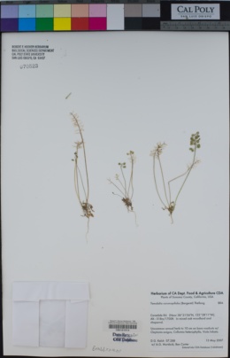 Teesdalia coronopifolia image