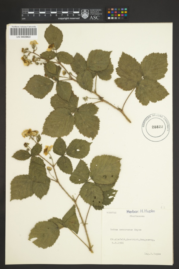 Rubus nemorosus image