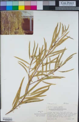 Pittosporum phillyraeoides image