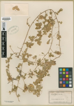 Image of Passiflora pentaschista