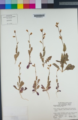 Streptanthus arizonicus image