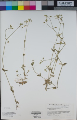 Image of Cerastium fischerianum
