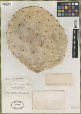 Image of Opuntia gorda