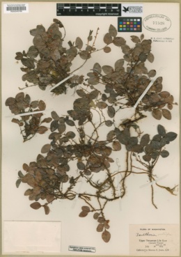 Gaultheria ovatifolia image