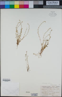 Image of Plagiobothrys tener