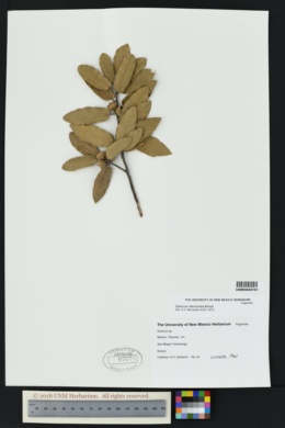 Image of Quercus mexicana