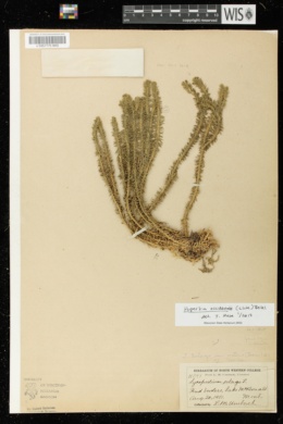 Huperzia occidentalis image