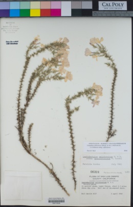 Linanthus californicus image