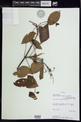 Image of Banisteriopsis prancei