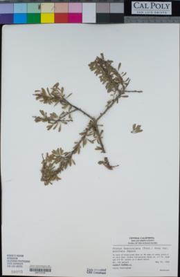 Prunus fasciculata var. punctata image