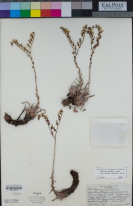 Dudleya abramsii subsp. murina image