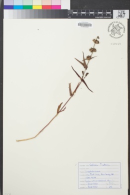 Image of Collinsia tinctoria