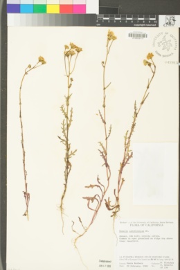 Senecio californicus image