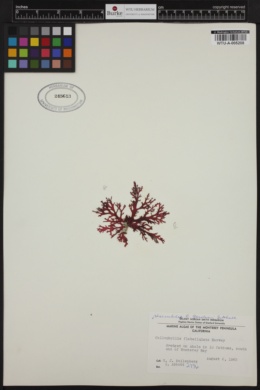 Callophyllis gardneri image
