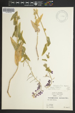 Image of Streptanthus squamiformis
