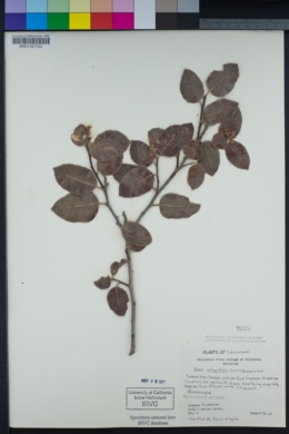Rhus integrifolia image