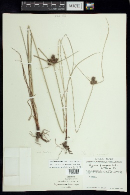 Cyperus manimae var. divergens image