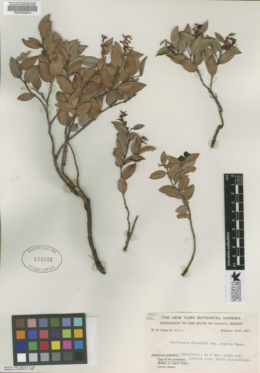 Image of Gaultheria erecta