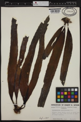 Dictyoneurum californicum image