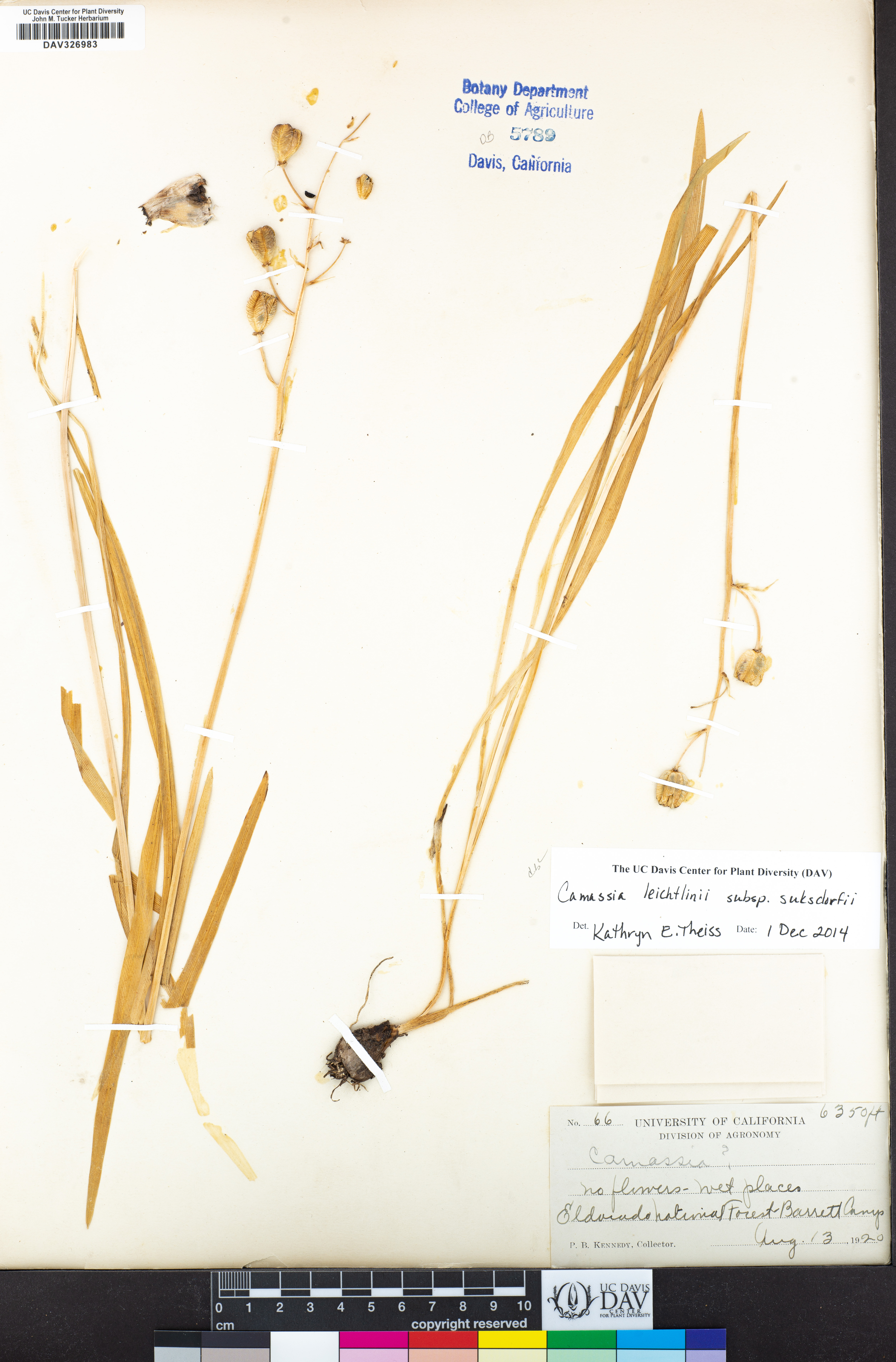 Camassia leichtlinii subsp. suksdorfii image