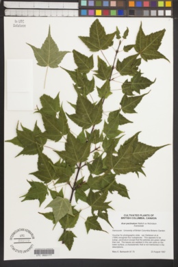 Image of Acer pectinatum