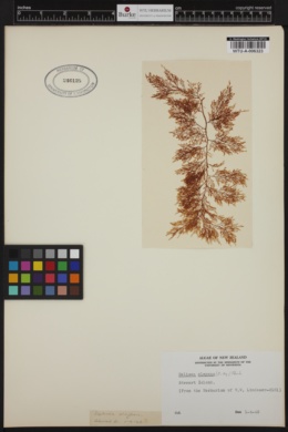 Delisea elegans image