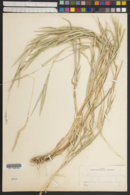 Muhlenbergia californica image