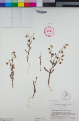 Emmenanthe penduliflora var. rosea image
