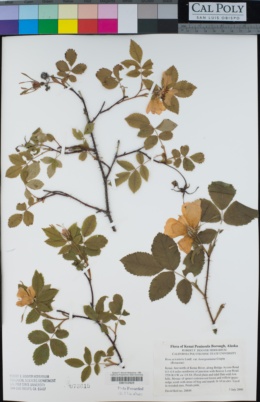 Rosa acicularis var. bourgeauiana image