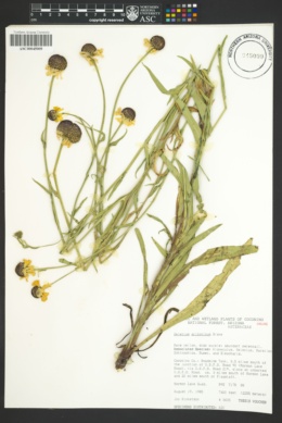 Helenium arizonicum image
