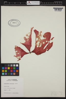 Isabbottia ovalifolia image