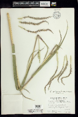 Tripsacum pilosum image
