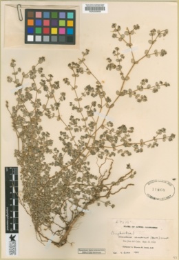 Chamaesyce leucophylla image