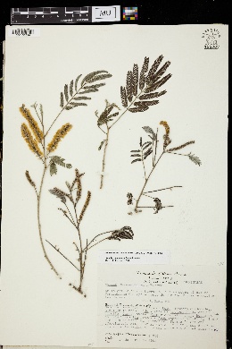 Acacia mammifera image