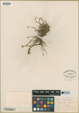 Eremogone capillaris var. americana image