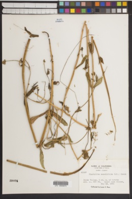 Plectritis samolifolia image