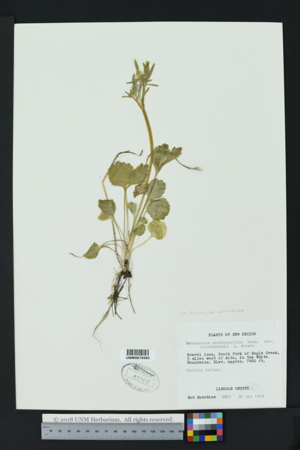 Ranunculus coloradensis image