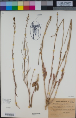 Thelypodium stenopetalum image