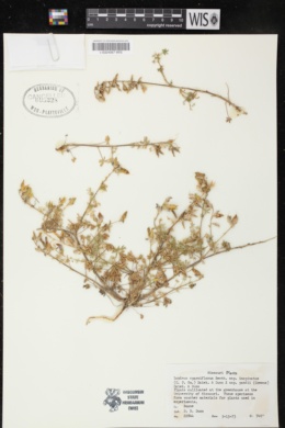 Lupinus sparsiflorus subsp. inopinatus image
