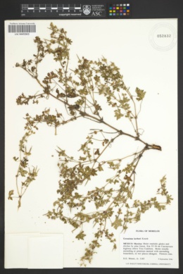 Image of Geranium kerberi